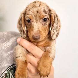 Stella AKC  5000 - Dapple female Dachshund puppy in Indian Trail, North Carolina from Hilda’s Teenie Weenies