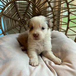 Lydia - Red merle female Australian Shepherd puppy in Grants Pass, Oregon from Carmel Mountain Aussies