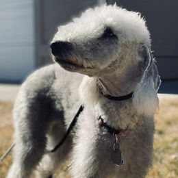 Bedlington Terriers from Highview Bedlingtons