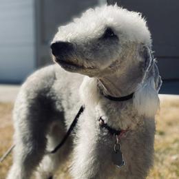 Bedlington Terriers from Highview Bedlingtons