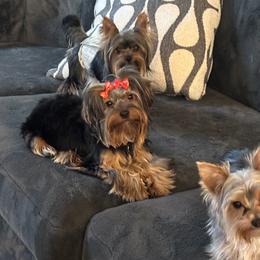 Estrella - Yorkshire Terrier