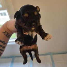 Girl 3 - Black and white female Shorkie puppy in North English, Iowa from Countryside Yorkies