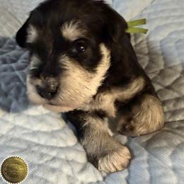 Wyatt - Black and silver male Miniature Schnauzer puppy in Frankford, Delaware from Miniature Schnauzers of Delmarva
