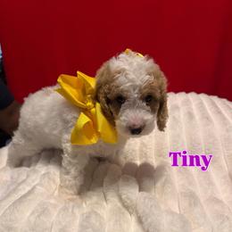 Tiny - Cream female Goldendoodle puppy in Cordova, Tennessee from TrueLine kennels