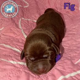 Fig - Chocolate female Labrador Retriever puppy in Elloree, South Carolina from Moonlight Kennels LLC