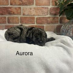 Aurora - female Golden Mountain Doodle puppy in Powell, Wyoming from Doodles of Joy