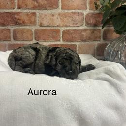 Aurora - female Golden Mountain Doodle puppy in Powell, Wyoming from Doodles of Joy