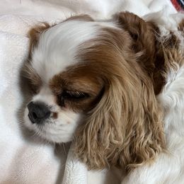 Della - Cavalier King Charles Spaniel