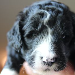 Bernedoodle Puppies from Northern NY Bernedoodles