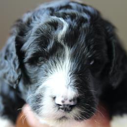 Bernedoodle Puppies from Northern NY Bernedoodles