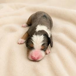 Oakley - Blue merle male Bernedoodle puppy in Temecula, California from Country Hills Doodles