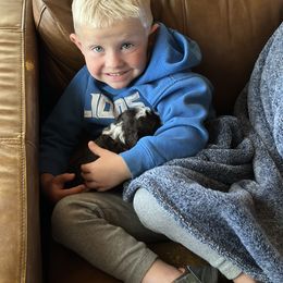 Labrador Retriever and Portuguese Water Dog Puppies from Hilltop Portuguese Water Dogs