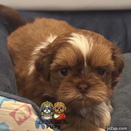 Nelson - Liver male Shih Tzu puppy in Walkertown, North Carolina from Lil’ Bit’s Shih Tzu