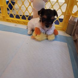 Yorkshire Terrier Puppies from Little Yorkie World Texas