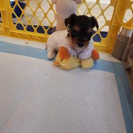Yorkshire Terrier Puppies from Little Yorkie World Texas