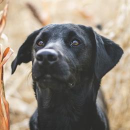 Della - Labrador Retriever