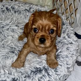 Cavalier King Charles Spaniel Puppies from Cassie’s Cavaliers