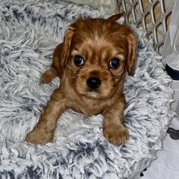 Cavalier King Charles Spaniel Puppies from Cassie’s Cavaliers