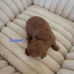 Jasper - Red  male Poodle puppy in Montrose, Pennsylvania from Tales Of Joy