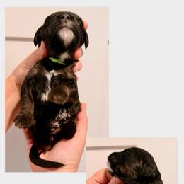 Monica - Tri-color female Bernedoodle puppy in Chattanooga, Tennessee from Scenic City Doodles