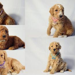 Goldendoodle and Poodle Puppies from Florida Coast Golden Doodles