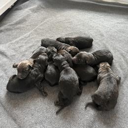 German Shepherd puppies from Masky Kennel