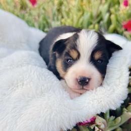 Poseidon - Black tri male Miniature Australian Shepherd puppy in Valley Center, California from DLT MiniAussie