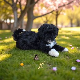 JC - Black and white male Aussiedoodle puppy in Lebanon, Oregon from Abbott Family Farm