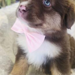 Please read description - Red tri-color female Miniature American Shepherd puppy in Georgetown, California from Foothill Aussies