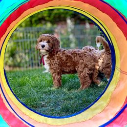 Australian Labradoodle Puppies from Cascade Canyon Labradoodles