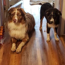 Australian Shepherds from Triple B Quarter Horses