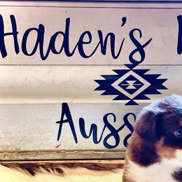 Miniature Australian Shepherds from Haden’s Mini Aussies
