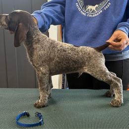 Blue Boy - Liver and white male German Shorthaired Pointer puppy in Bryan, Texas from Ehrenvogel and Bessdach Kennels