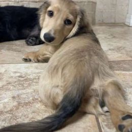 Cosmo - Dachshund