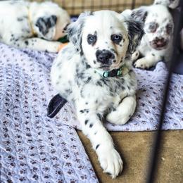 Dalmatian Puppies from Fuller Spots