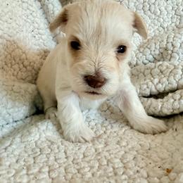 Leia - White female Miniature Schnauzer puppy in Warrenton, Oregon from Larsen’s Adorable Pups