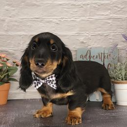 Dachshund Puppies from Madra's Dashing Doxies