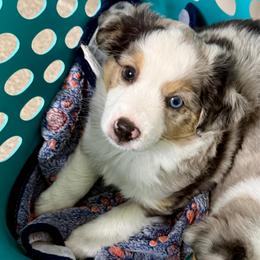 PHINEAS - Blue merle male Toy Australian Shepherd puppy in Syracuse, Indiana from Klenke Toy Aussies