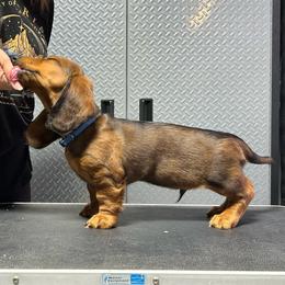 Blue - Red male Dachshund puppy in Hemet, California from Rare Treat Dachshunds