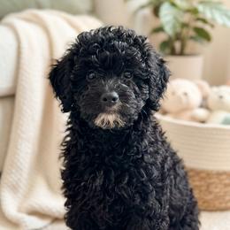 Girl 1 - Black and white female Bernedoodle puppy in Yale, Michigan from Bechtels beautiful doodles