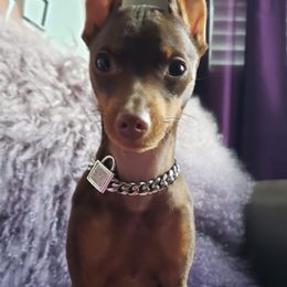 Miniature Pinschers from RTH Center