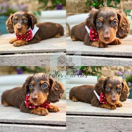Dachshund, Goldendoodle, and Sheepadoodle Puppies from Doodles & Doxies
