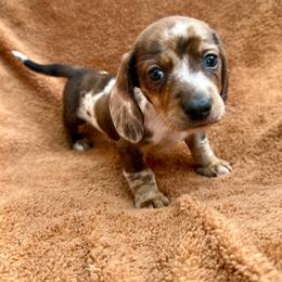 Male - Dapple male Dachshund puppy in El Campo, Texas from Creamer Creek Kennel