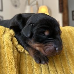 Girl 2 - Black and rust female Doberman Pinscher puppy in Neshkoro, Wisconsin from Sky’s Dobermans