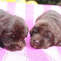 Girl 1 - Brown female Newfoundland puppy in Ellendale Forge, Pennsylvania from Opening Heavens Doors Newfoundlands