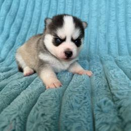 Mason - Gray and white male Pomsky puppy in Aberdeen, Idaho from Willow Creek Cresteds