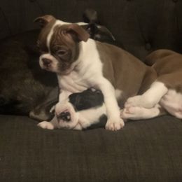 Boston Terrier Puppies from Saltese Acres Boston Terriers