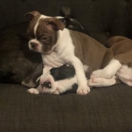 Boston Terrier Puppies from Saltese Acres Boston Terriers