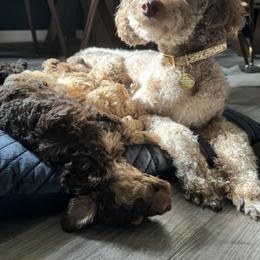Poodle Puppies from Noelle Poodles