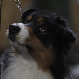 Australian Shepherds from Barcliff Aussies